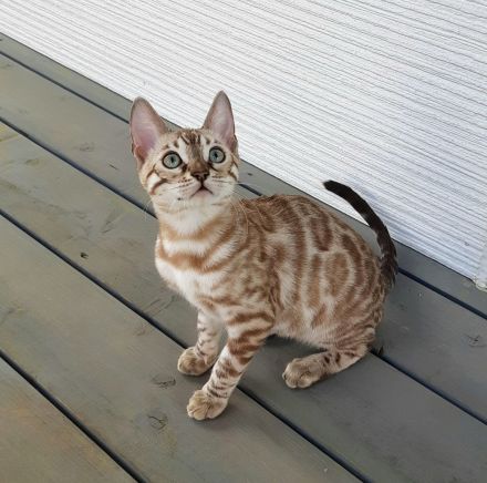 Schönes Bengal-Kätzchen