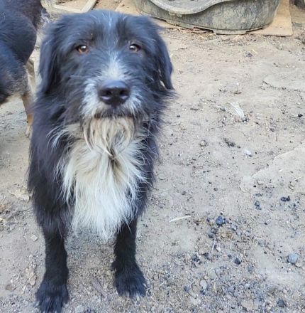 BLACKY möchte das Leben kennenlernen