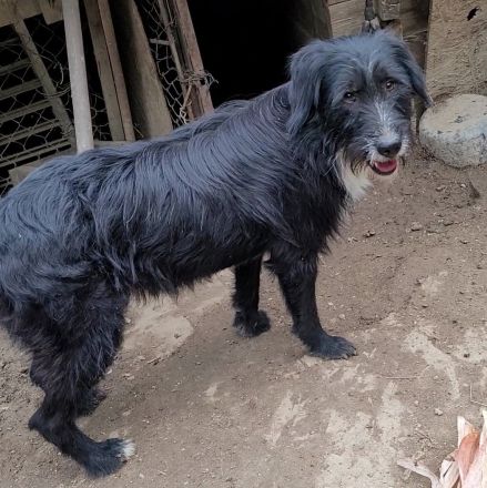 BLACKY möchte das Leben kennenlernen