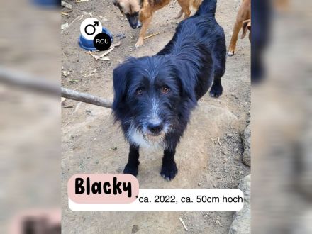BLACKY möchte das Leben kennenlernen