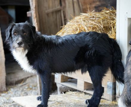 BLACKY möchte das Leben kennenlernen