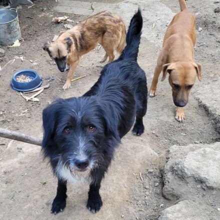 BLACKY möchte das Leben kennenlernen