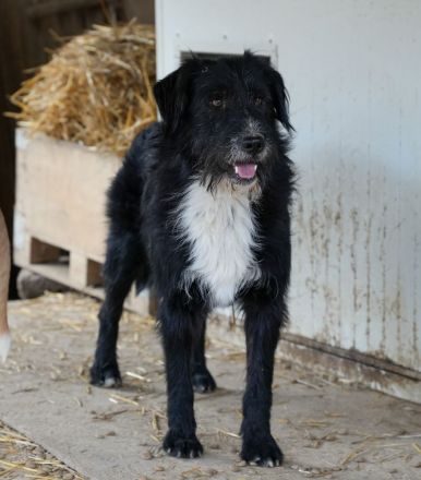 BLACKY möchte das Leben kennenlernen