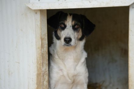 Schüchterne KLARA mit viel Potenzial
