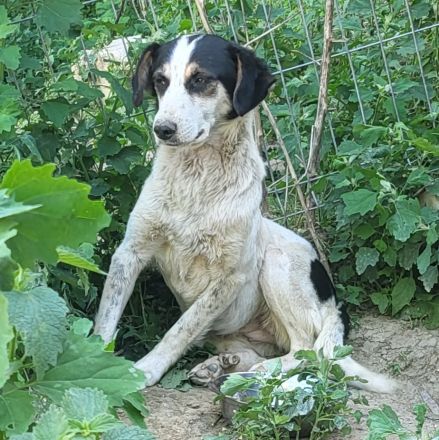 Schüchterne KLARA mit viel Potenzial
