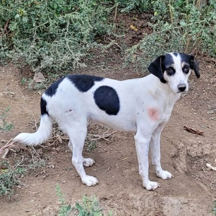 Schüchterne KLARA mit viel Potenzial