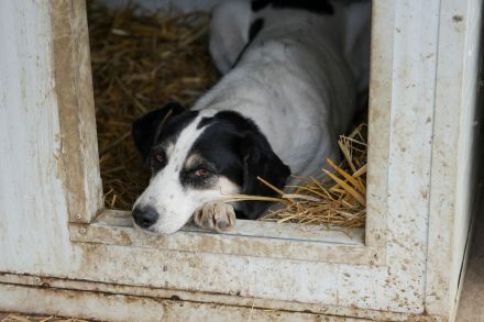 Schüchterne KLARA mit viel Potenzial