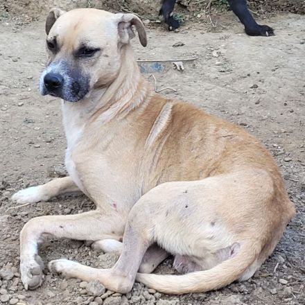 CRUMBLE sucht ein warmes Körbchen