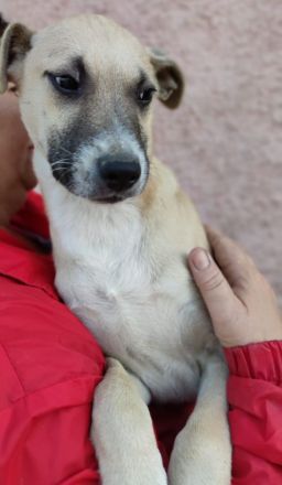 CRUMBLE sucht ein warmes Körbchen