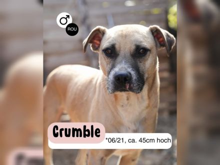 CRUMBLE sucht ein warmes Körbchen