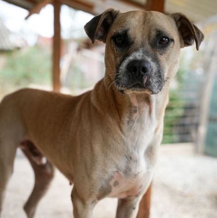 CRUMBLE sucht ein warmes Körbchen