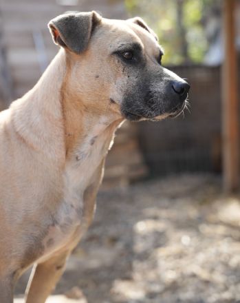 CRUMBLE sucht ein warmes Körbchen