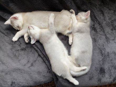 Britisch Kurzhaar Kitten