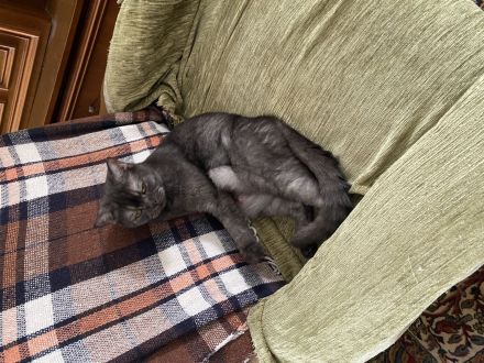 Britisch Kurzhaar Kitten