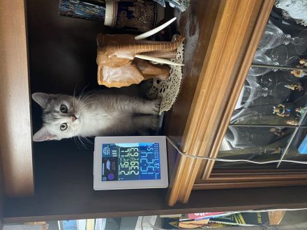 Britisch Kurzhaar Kitten