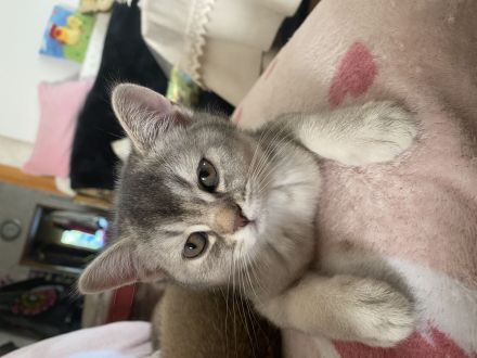 Britisch Kurzhaar Kitten