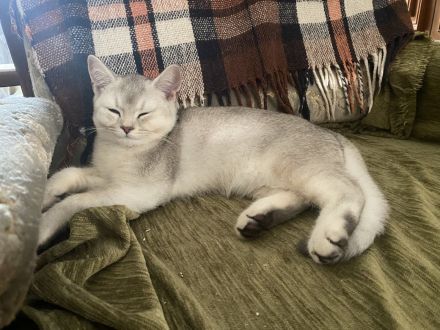 Britisch Kurzhaar Kitten