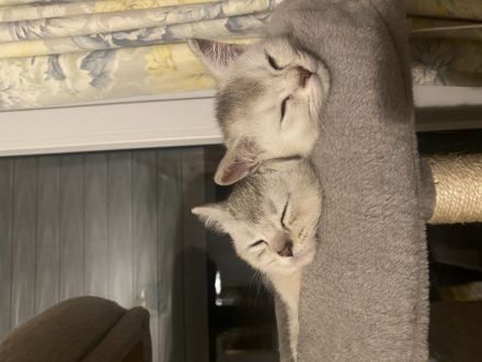 Britisch Kurzhaar Kitten