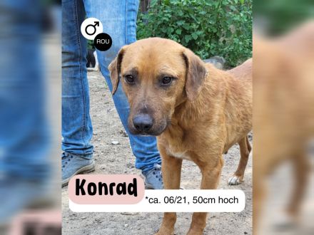 Liebevoller KONRAD sucht seine Menschen