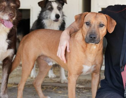 Liebevoller KONRAD sucht seine Menschen