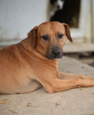 Liebevoller KONRAD sucht seine Menschen
