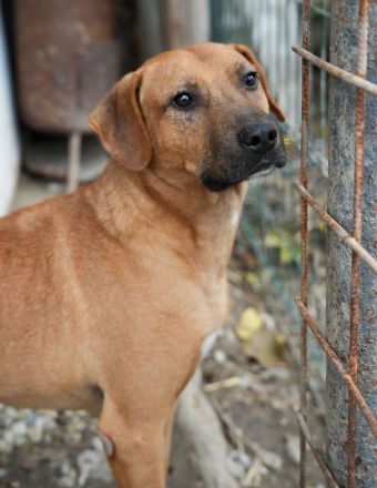 Liebevoller KONRAD sucht seine Menschen