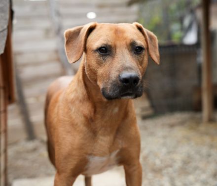 Liebevoller KONRAD sucht seine Menschen