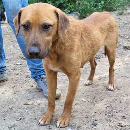 Liebevoller KONRAD sucht seine Menschen