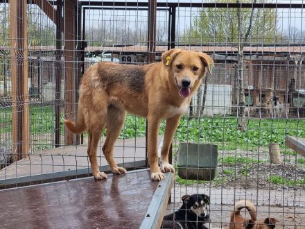 Lucia, zarte Hundeseele auf der Suche nach einem einfühlsamen Zuhause, 3 Jahre, 54 cm
