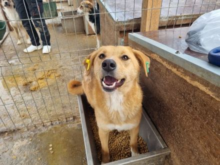 Lucia, zarte Hundeseele auf der Suche nach einem einfühlsamen Zuhause, 3 Jahre, 54 cm