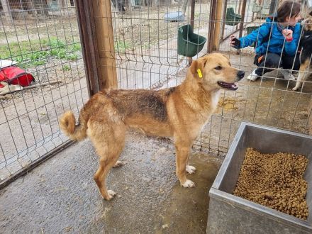 Lucia, zarte Hundeseele auf der Suche nach einem einfühlsamen Zuhause, 3 Jahre, 54 cm