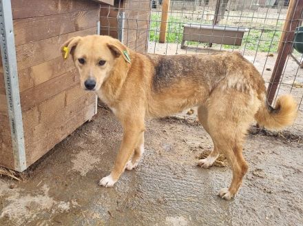 Lucia, zarte Hundeseele auf der Suche nach einem einfühlsamen Zuhause, 3 Jahre, 54 cm
