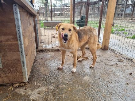 Lucia, zarte Hundeseele auf der Suche nach einem einfühlsamen Zuhause, 3 Jahre, 54 cm