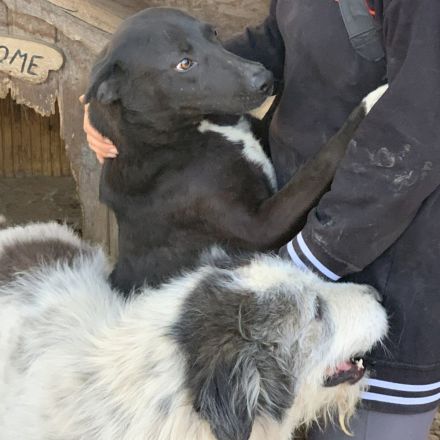 Liebevolle NADAS sucht liebevolle Menschen