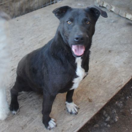 Liebevolle NADAS sucht liebevolle Menschen