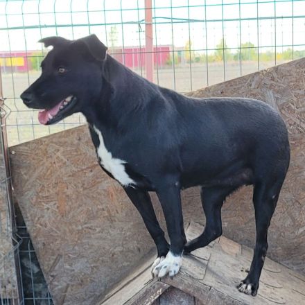 Liebevolle NADAS sucht liebevolle Menschen