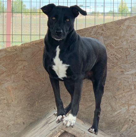 Liebevolle NADAS sucht liebevolle Menschen