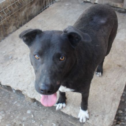 Liebevolle NADAS sucht liebevolle Menschen