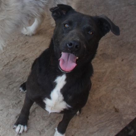 Liebevolle NADAS sucht liebevolle Menschen