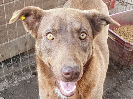 Thea, sehr freundliche Junghündin, die menschliche Aufmerksamkeit genießt, 1,5 Jahre, 54 cm