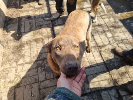 Thea, sehr freundliche Junghündin, die menschliche Aufmerksamkeit genießt, 1,5 Jahre, 54 cm