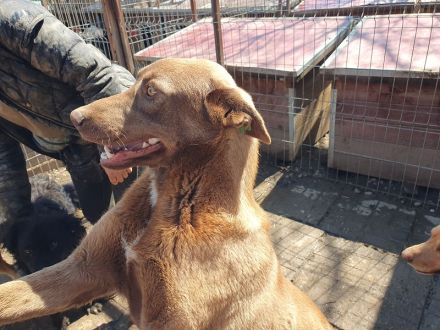 Thea, sehr freundliche Junghündin, die menschliche Aufmerksamkeit genießt, 1,5 Jahre, 54 cm