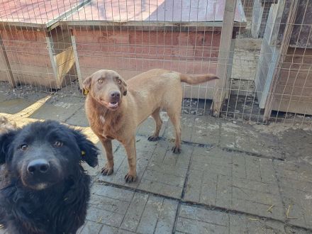 Thea, sehr freundliche Junghündin, die menschliche Aufmerksamkeit genießt, 1,5 Jahre, 54 cm