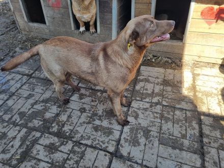 Thea, sehr freundliche Junghündin, die menschliche Aufmerksamkeit genießt, 1,5 Jahre, 54 cm