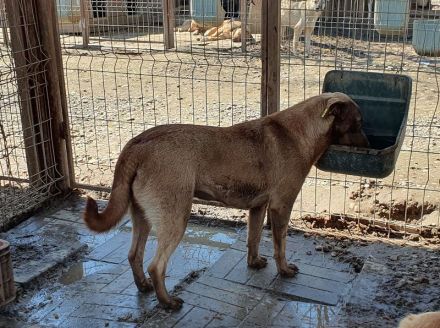 Thea, sehr freundliche Junghündin, die menschliche Aufmerksamkeit genießt, 1,5 Jahre, 54 cm