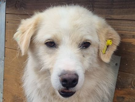 Tibo, hübscher Rüde mit Potenzial, 3 Jahre, 55 cm