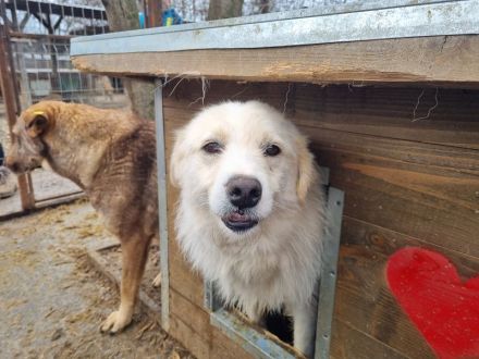 Tibo, hübscher Rüde mit Potenzial, 3 Jahre, 55 cm