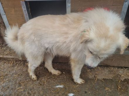 Tibo, hübscher Rüde mit Potenzial, 3 Jahre, 55 cm