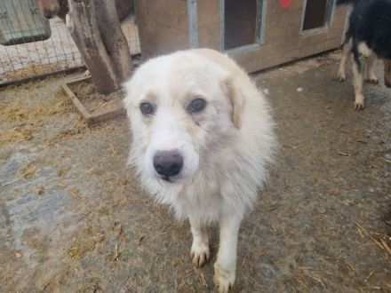 Tibo, hübscher Rüde mit Potenzial, 3 Jahre, 55 cm