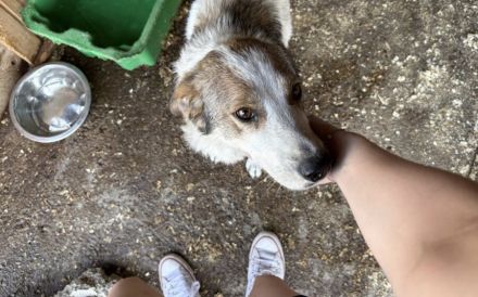 Zita hat Potential zur Traumhündin